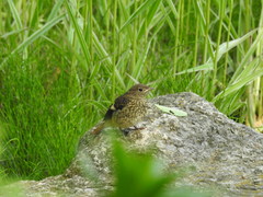 Phoenicurus auroreus