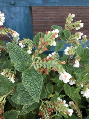 Symphytum orientale