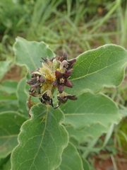 Vincetoxicum atratum