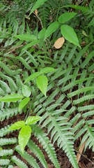 Tetrastigma hemsleyanum