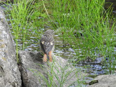 Phoenicurus auroreus