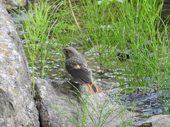 Phoenicurus auroreus