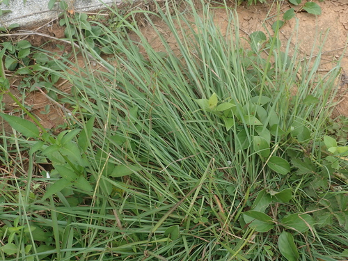 Thaumastochloa cochinchinensis iNat (1)
