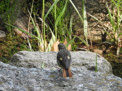 Phoenicurus auroreus