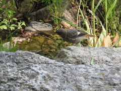 Phoenicurus auroreus