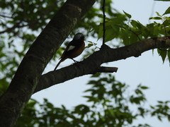 Phoenicurus auroreus