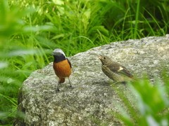 Phoenicurus auroreus