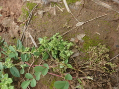 Polygala polyfolia