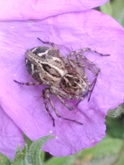 Oxyopes lineatus