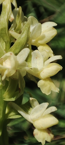 Image of Dactylorhiza romana by (c) Jose Castro, some rights reserved (CC BY)