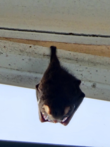 Little White-shouldered Bat