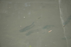 Pangasianodon