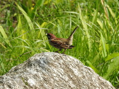 Passer montanus