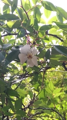 Rosa transmorrisonensis