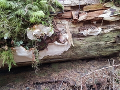 Heterobasidion parviporum