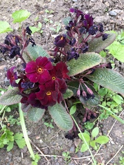 Primula × polyantha