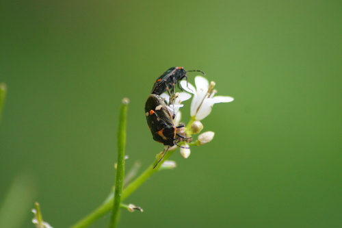 Cabbage Bug photo 3