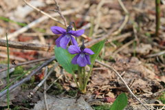 Viola uliginosa