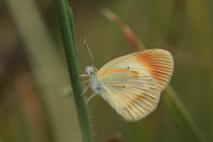 Colotis antevippe