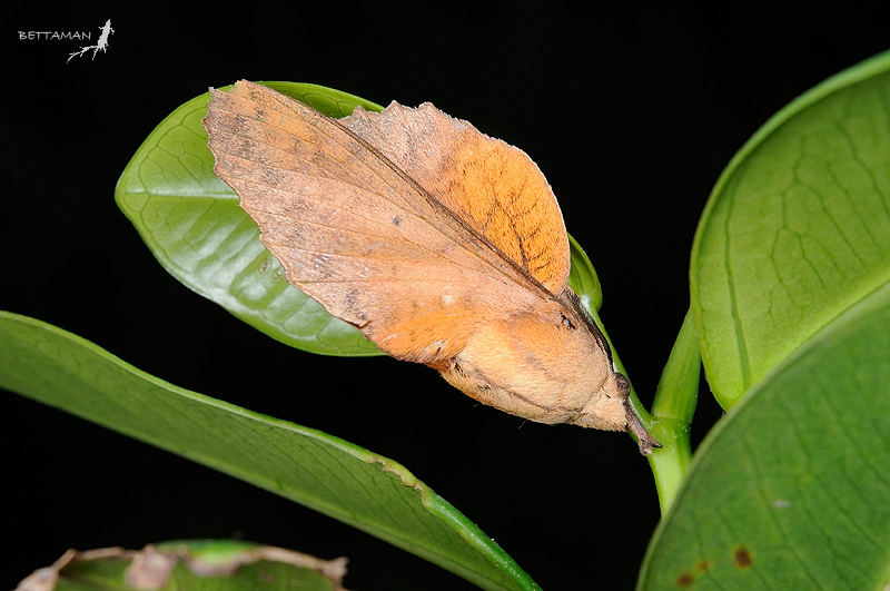 Gastropacha horishana