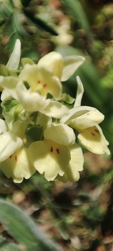 Image of Dactylorhiza insularis by (c) Jose Castro, some rights reserved (CC BY)