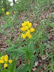 Cephalanthera falcata