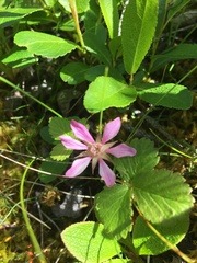 Rubus arcticus acaulis