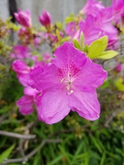 Rhododendron × pulchrum