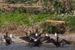 Phalacrocorax carbo