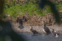 Phalacrocorax carbo