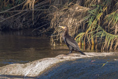 Phalacrocorax carbo