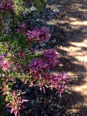 Calytrix exstipulata