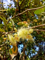 Syzygium samarangense