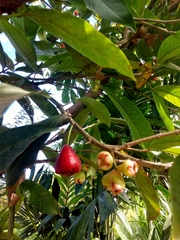 Syzygium samarangense