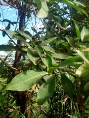Syzygium samarangense