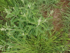 Helicteres angustifolia