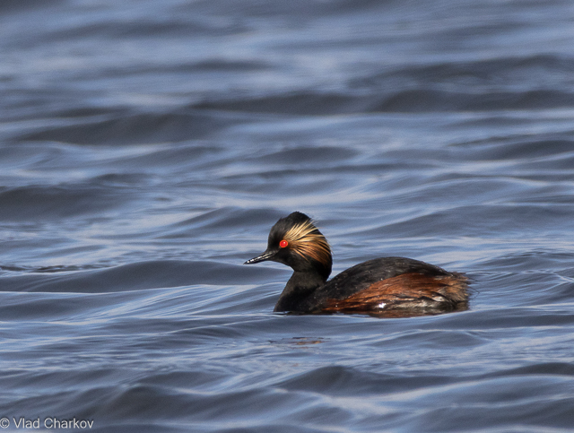 iNaturalist.org. В. Чарков, Алатырь Чувашия, май 2024