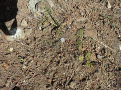 Cordylanthus nidularius