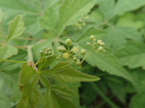 Japanese peppervine (Ampelopsis japonica)