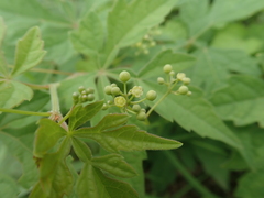 Ampelopsis japonica