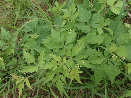 Ampelopsis japonica, photograph 3