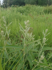 Helicteres angustifolia