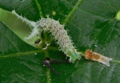 Eurytela hiarbas angustata