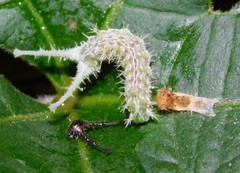 Eurytela hiarbas angustata