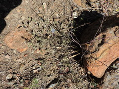 Cordylanthus nidularius