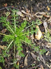 Matricaria