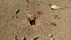 Pogonomyrmex maricopa