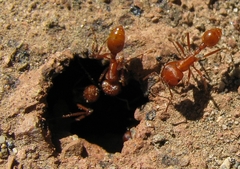 Pogonomyrmex maricopa
