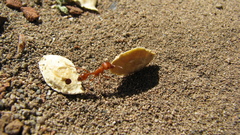 Pogonomyrmex maricopa
