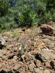 Cordylanthus nidularius